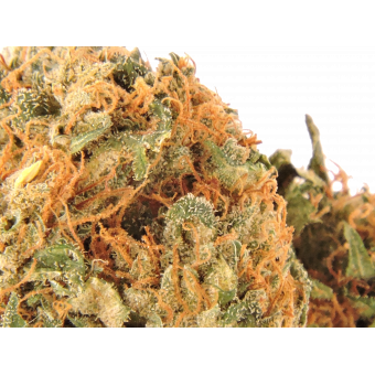 Diesel - swizztopzz diesel_blute_zoom_cn1078