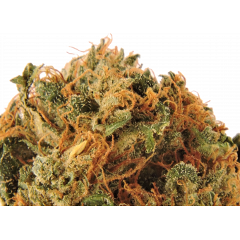 Diesel - swizztopzz diesel_zoom_2_dscn1081