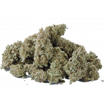 Tom's Best - swizztopzz lemonhaze_gruppe__frei_dscn0903